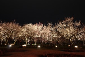 IMG_8133