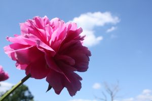 IMG_8792