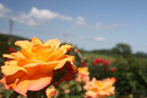 IMG_8814