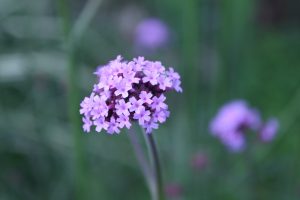 IMG_8937