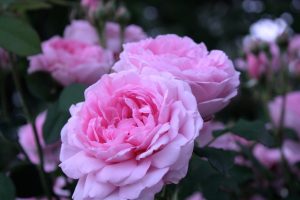 IMG_8941