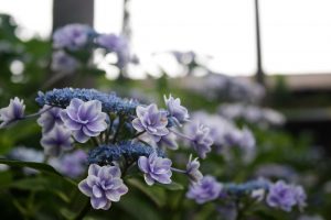 IMG_9298