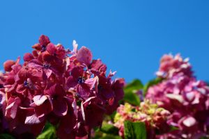 IMG_9342