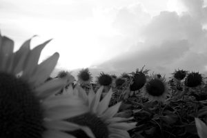 image (14)